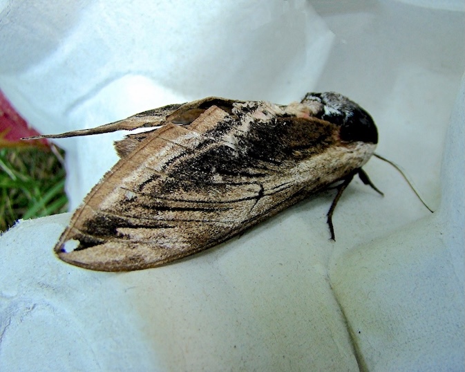 privet hawkmoth